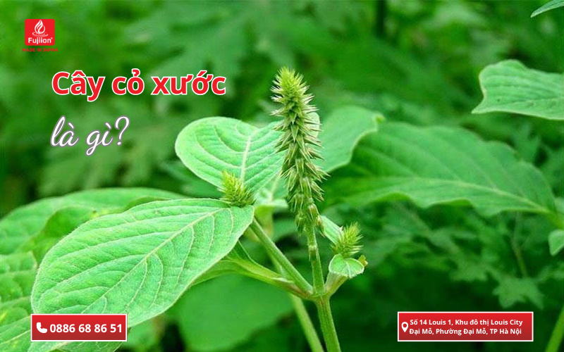 Cây cỏ xước là gì?