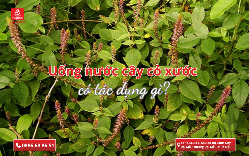 Cây cỏ xước là gì?