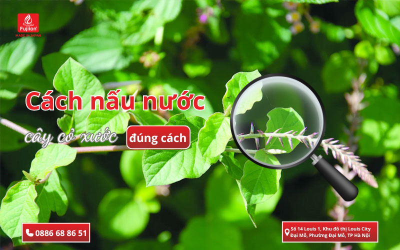 Cách nấu nước cây cỏ xước đúng cách